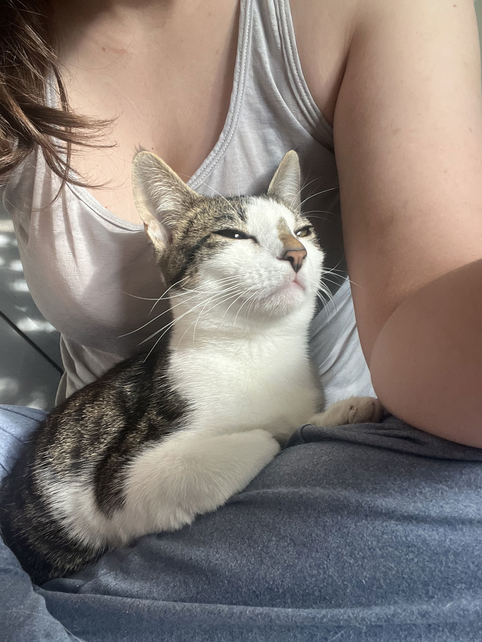 Caesar, an adoptable Domestic Short Hair in Bangs, TX, 76823 | Photo Image 1