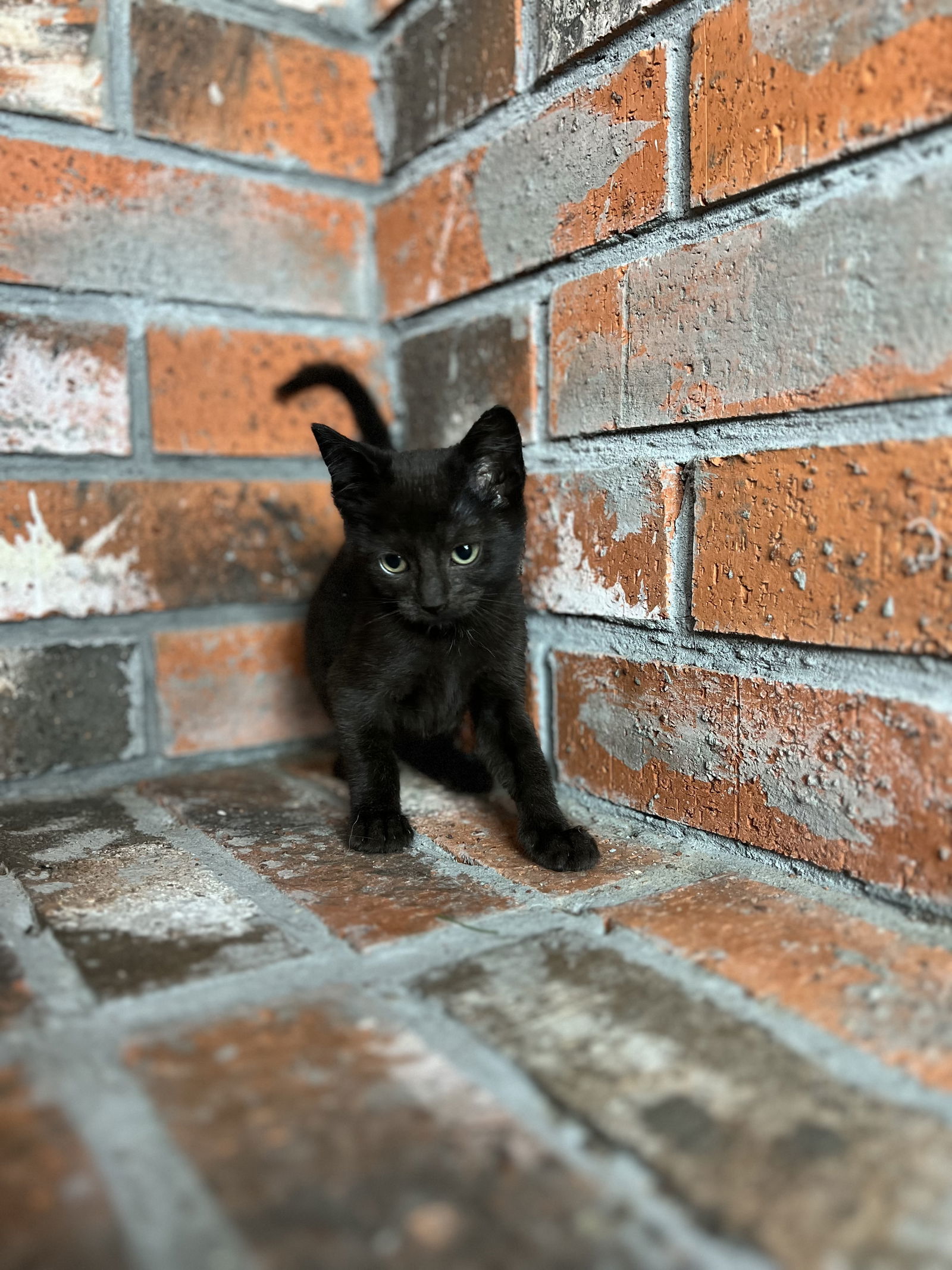 Siren, an adoptable Domestic Short Hair in Bangs, TX, 76823 | Photo Image 1