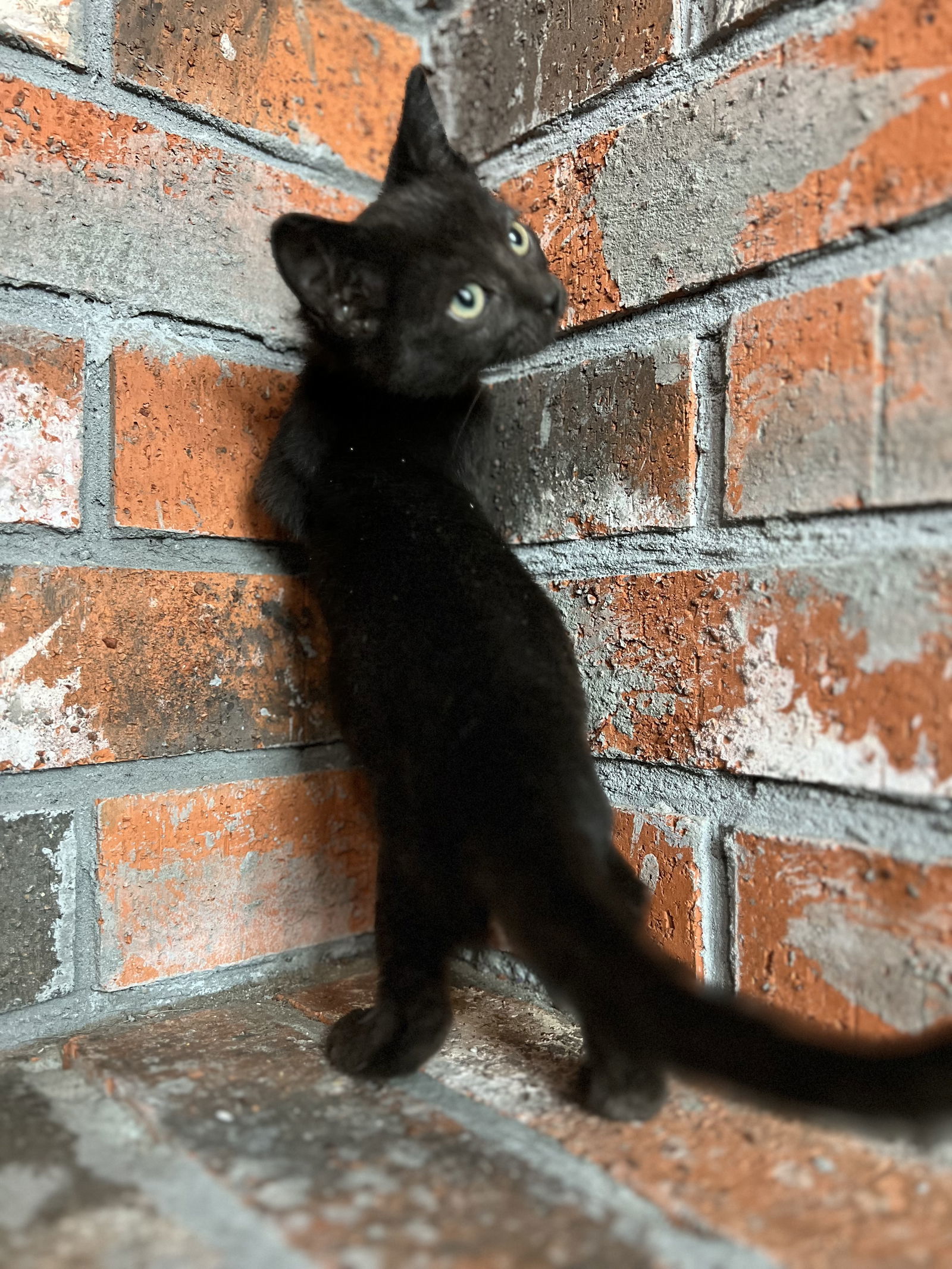 Siren, an adoptable Domestic Short Hair in Bangs, TX, 76823 | Photo Image 2