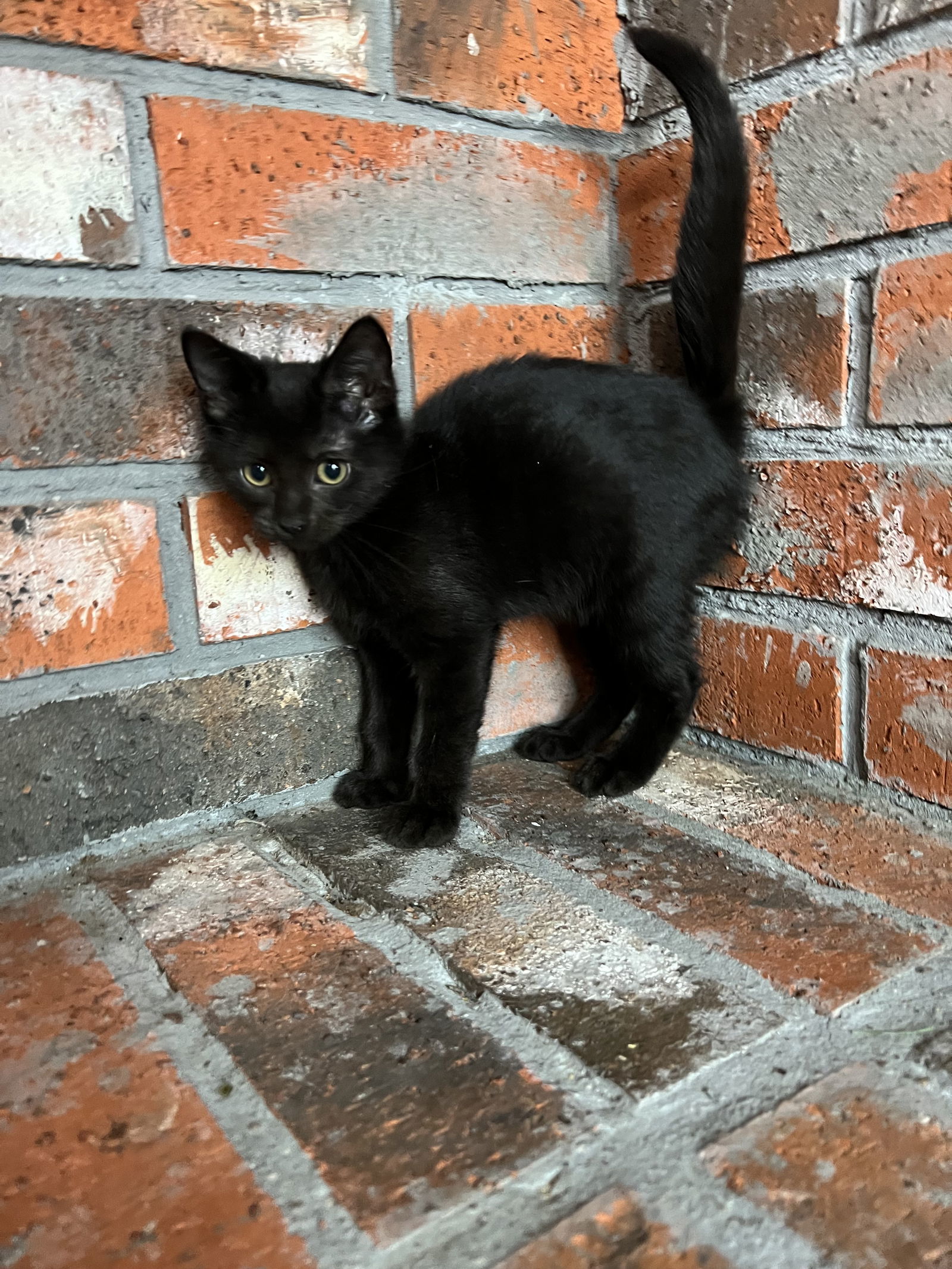 Coral, an adoptable Domestic Medium Hair in Bangs, TX, 76823 | Photo Image 1