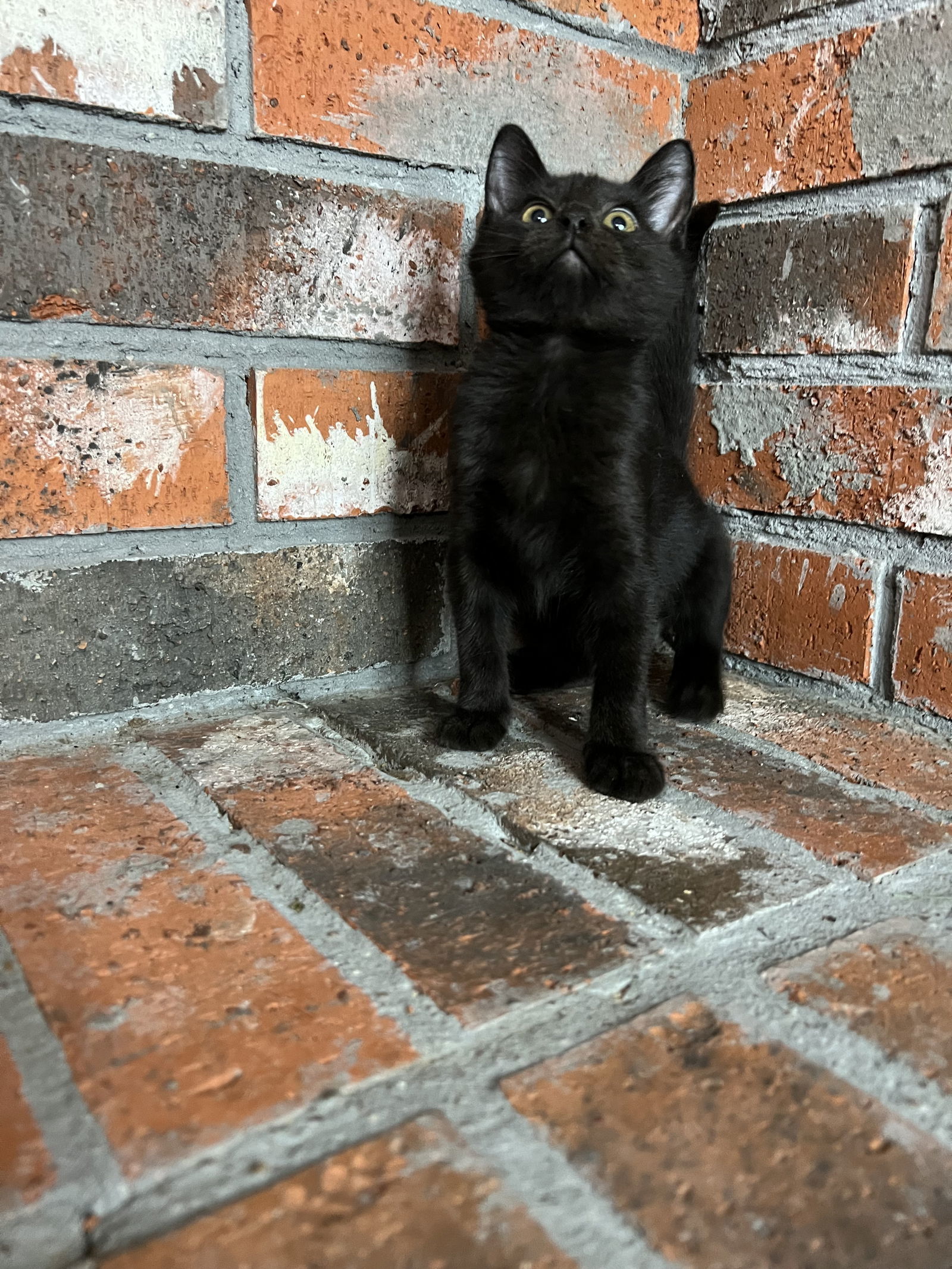 Coral, an adoptable Domestic Medium Hair in Bangs, TX, 76823 | Photo Image 2