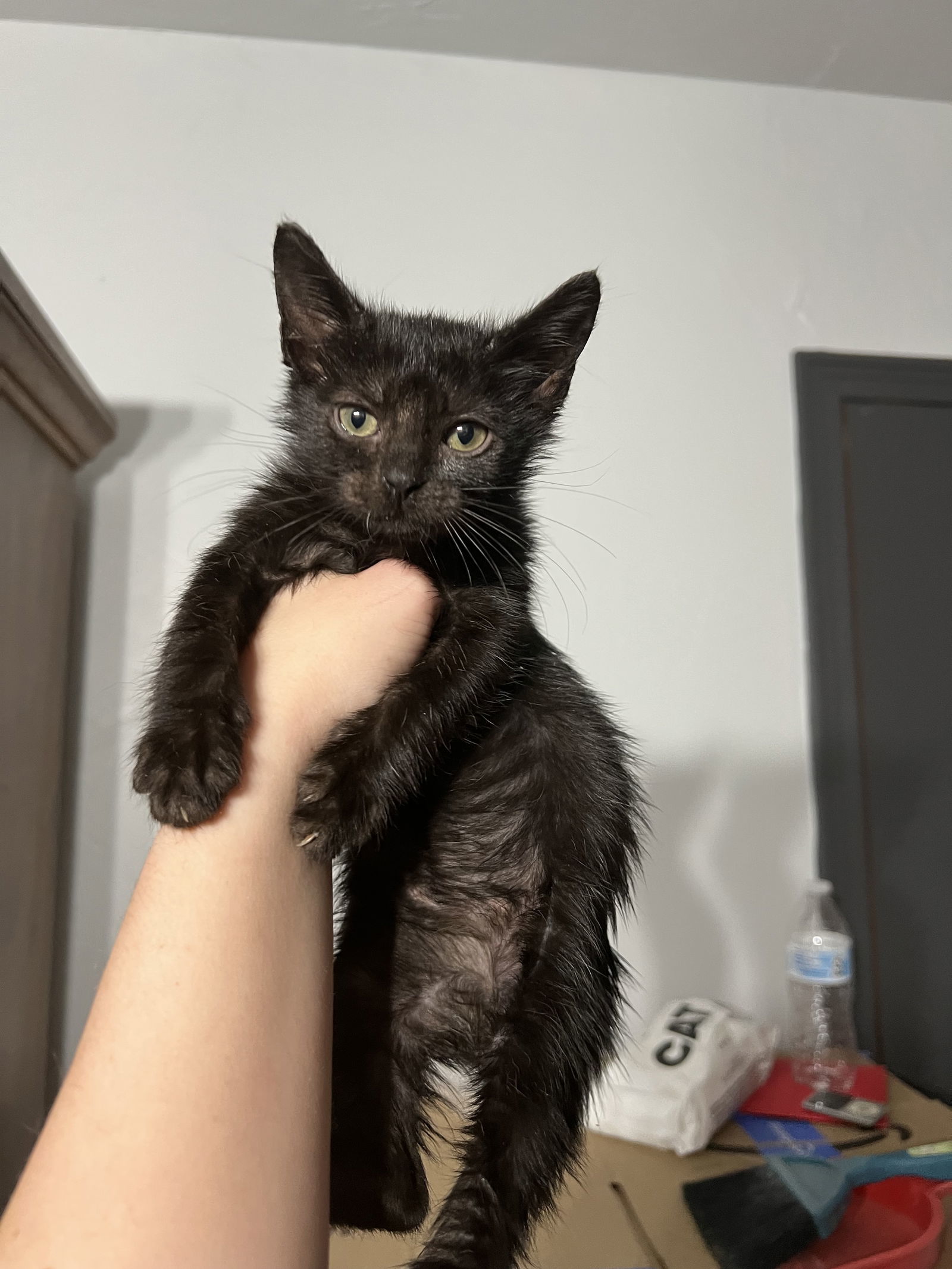Coral, an adoptable Domestic Medium Hair in Bangs, TX, 76823 | Photo Image 3