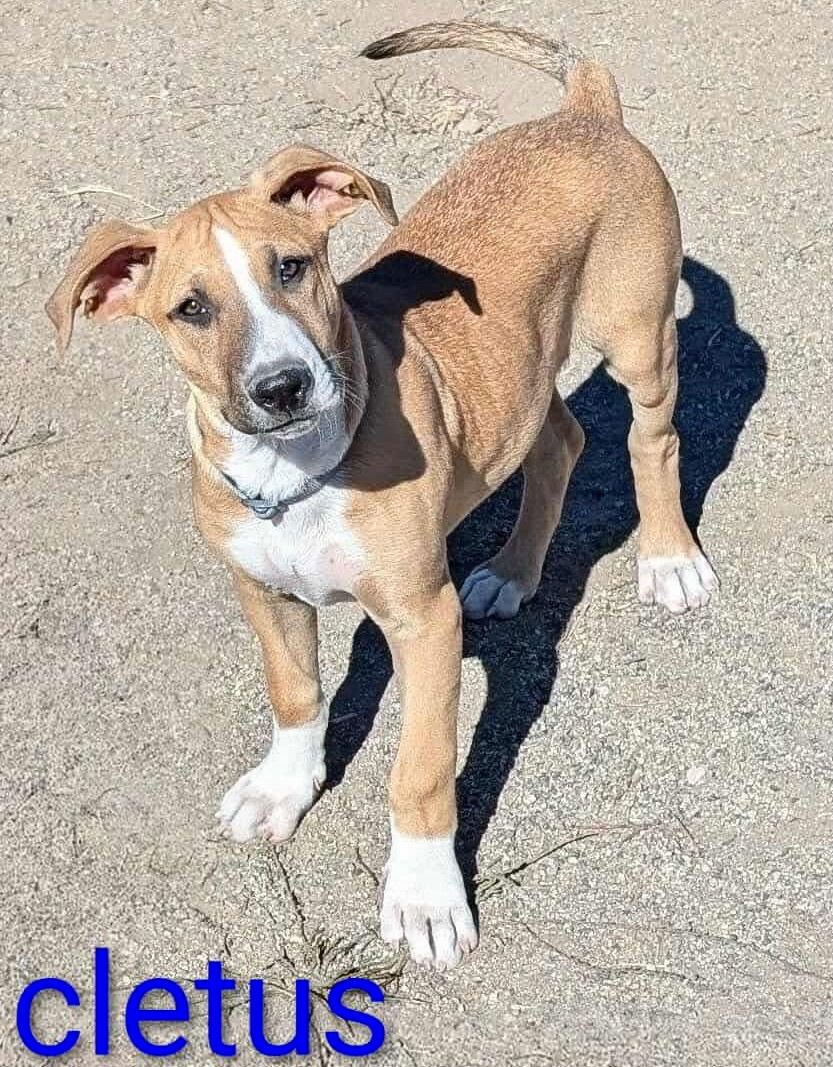 Cletus
