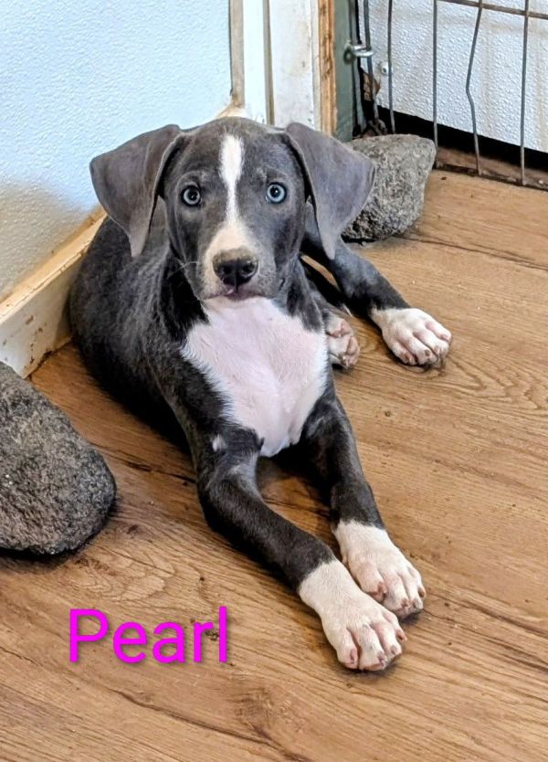 Pearl