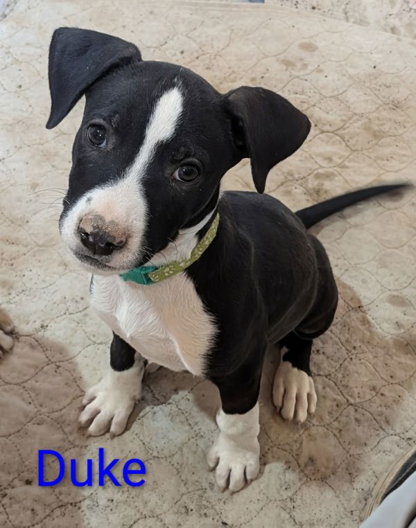Duke
