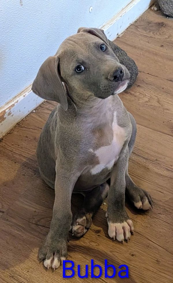 Bubba