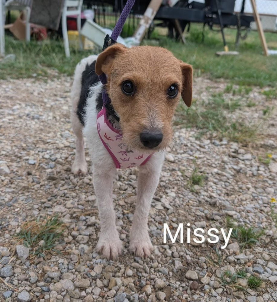 Missy DD+