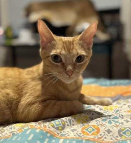 Miss Honey (pre-adopt) 2