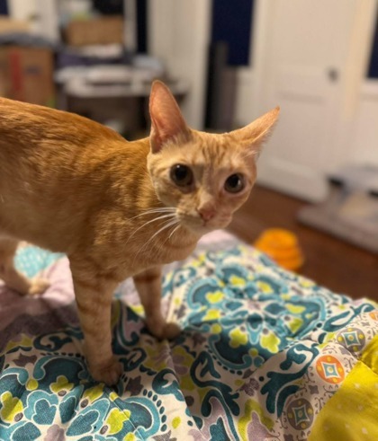 Miss Honey (pre-adopt) 3