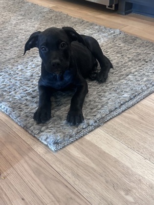 Frank