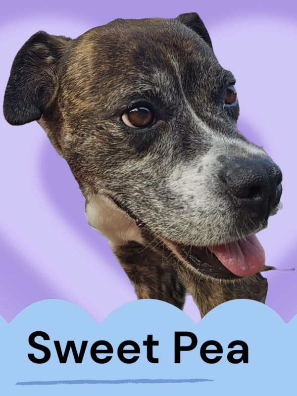 Sweet Pea