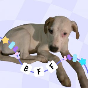 TC#3 Sasha