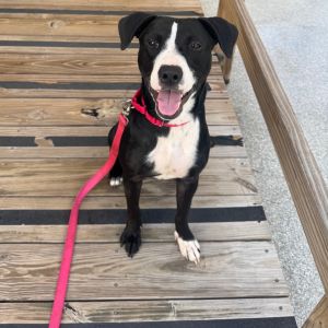 Koda