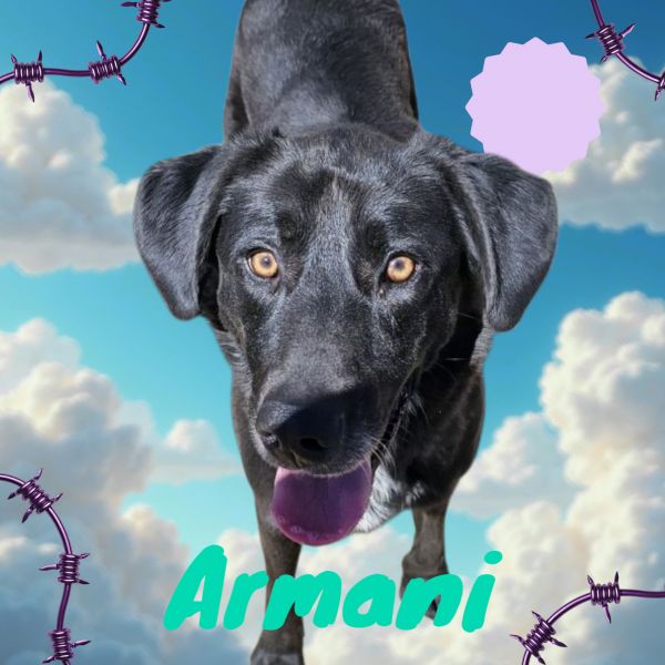 Armani