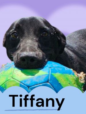 Tiffany