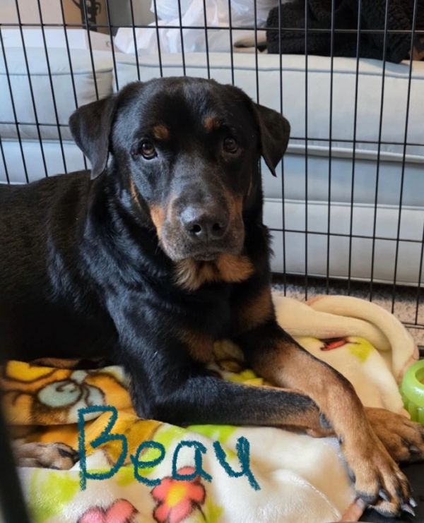 Beau