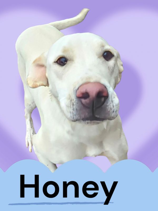 Honey