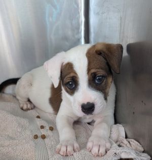 BENJI.