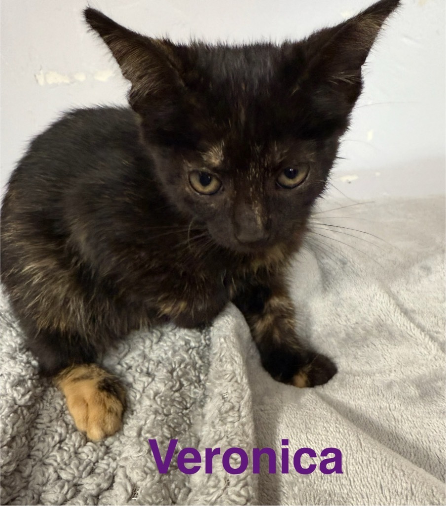 Veronica