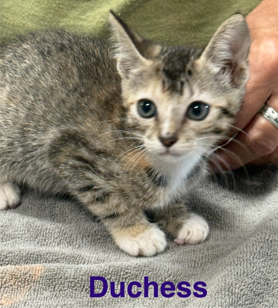 Duchess
