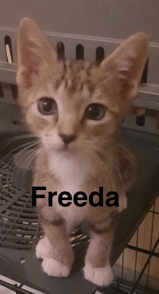 Freeda