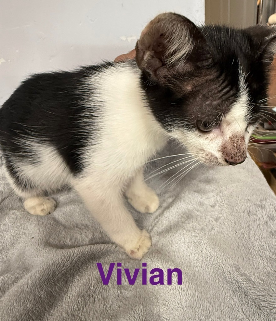 Vivian