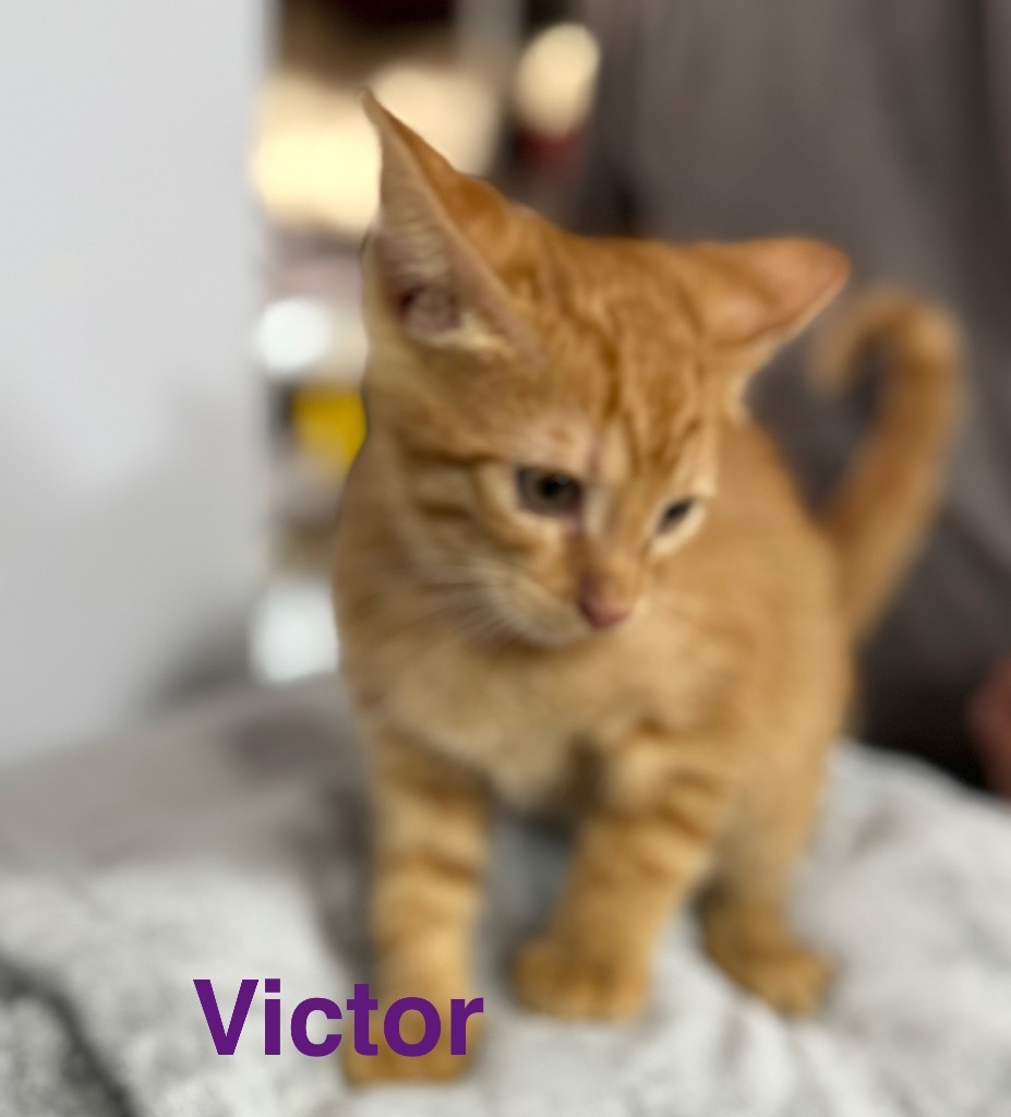 Victor