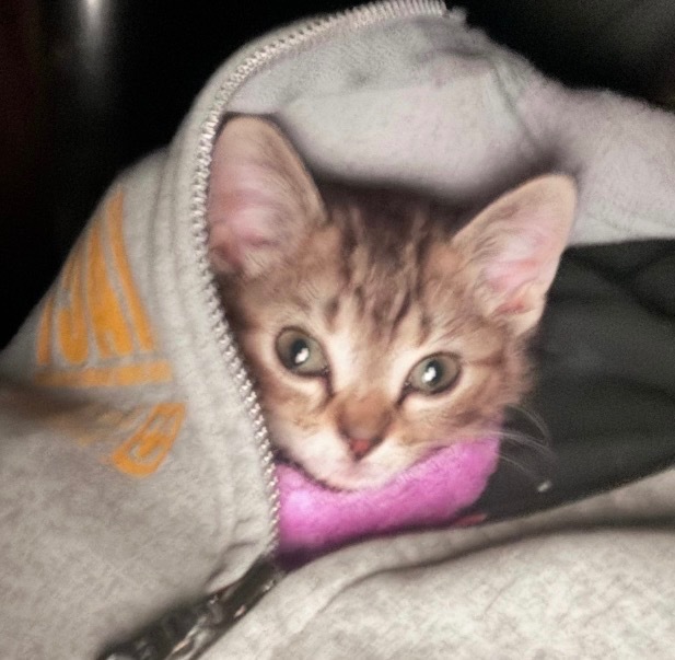 Millie, an adoptable Domestic Short Hair in Crandon, WI, 54520 | Photo Image 1