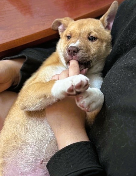 Pretty Boy, an adoptable Akita, Mixed Breed in Crandon, WI, 54520 | Photo Image 1