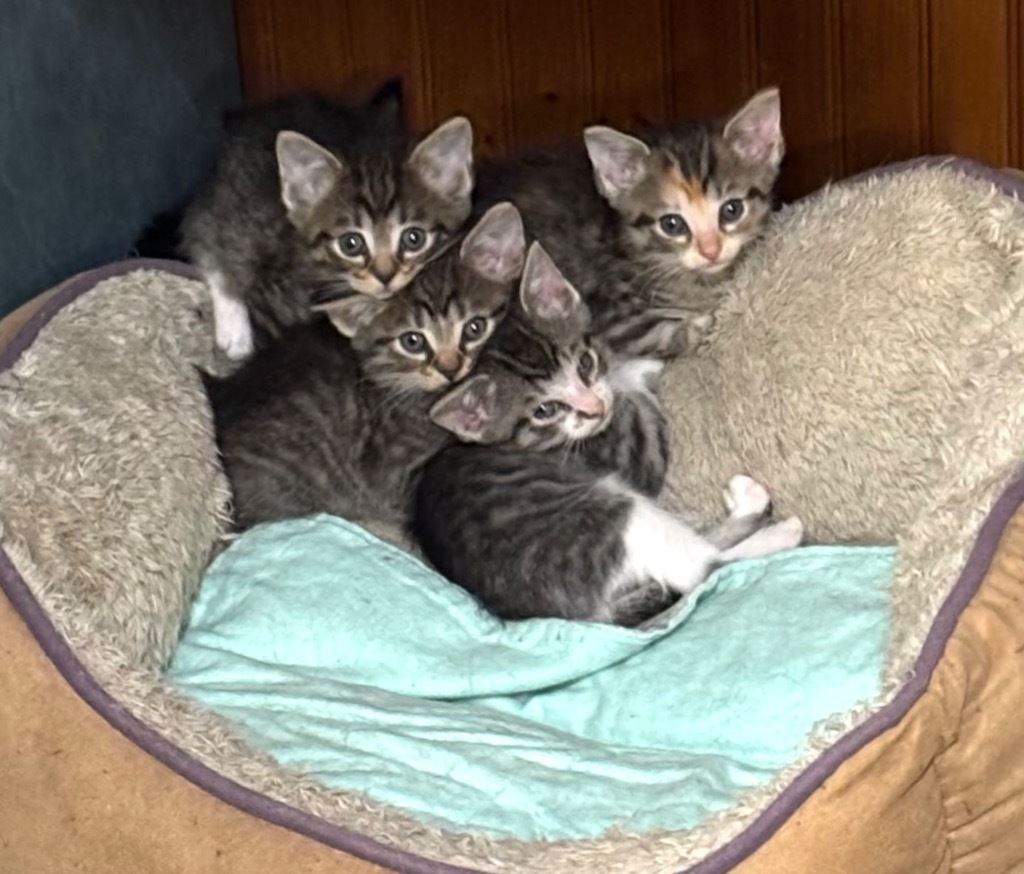 Toby, an adoptable Domestic Short Hair in Crandon, WI, 54520 | Photo Image 1