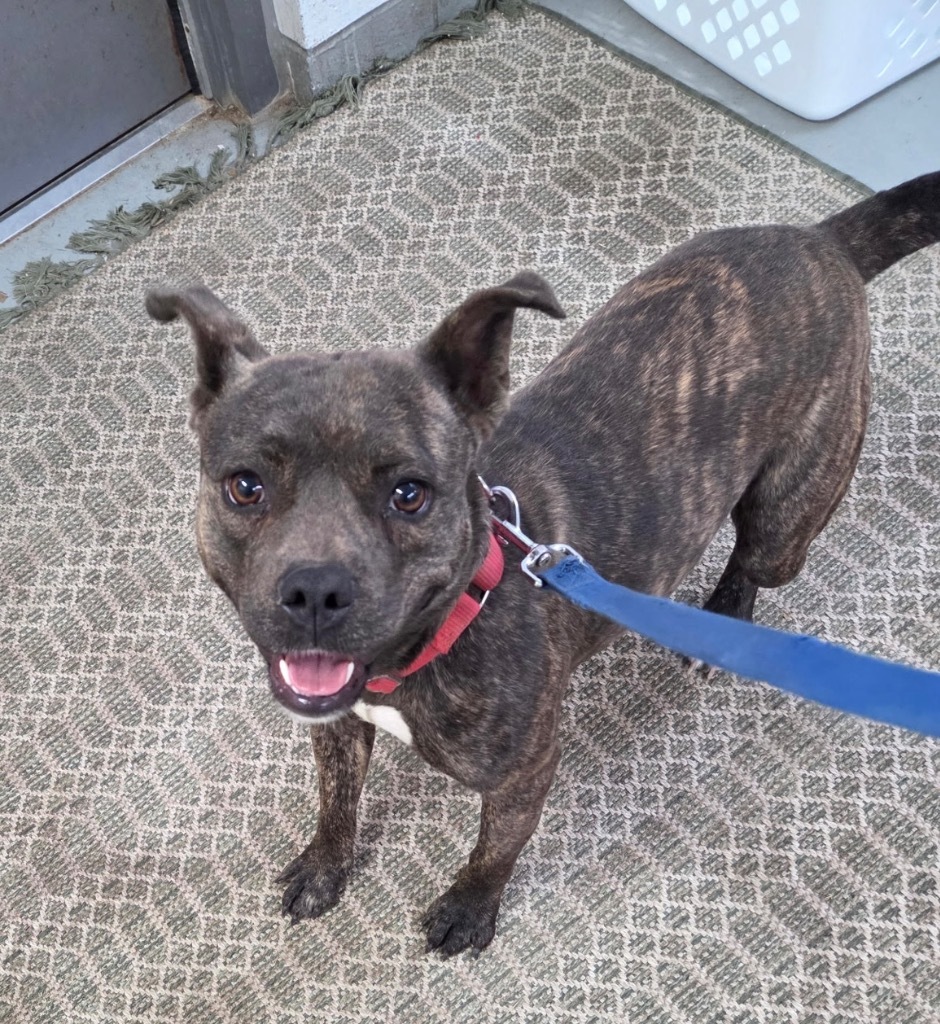 Ivy, an adoptable Mixed Breed in Crandon, WI, 54520 | Photo Image 1