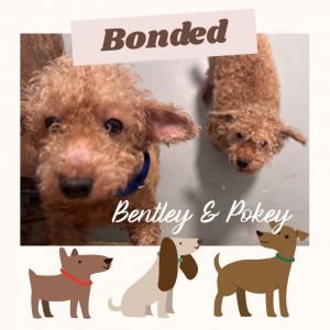 Poodle-2Pokey
