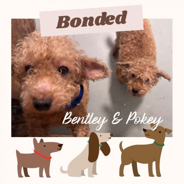 Poodle-2Pokey