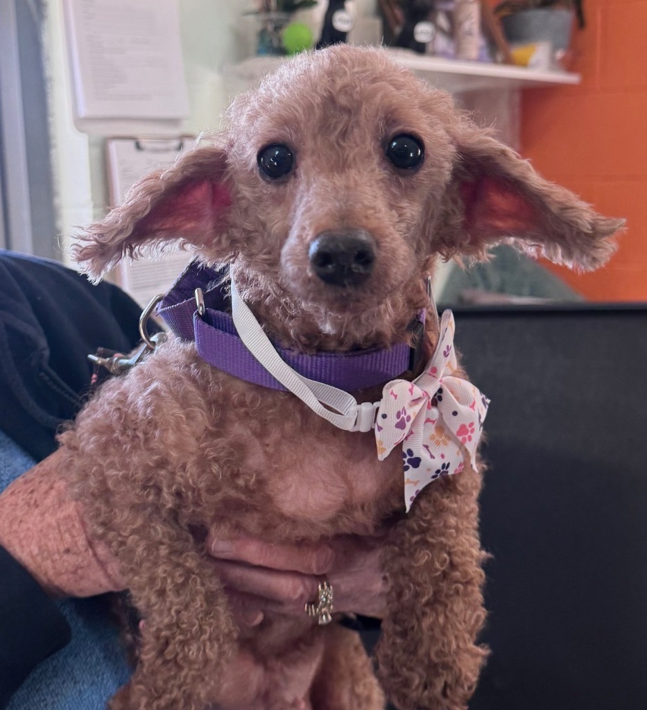 Poodle-2Pokey, an adoptable Poodle in Crandon, WI, 54520 | Photo Image 1