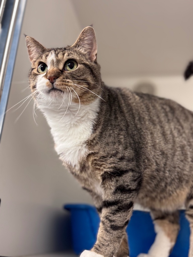 Sully, an adoptable Domestic Short Hair in Crandon, WI, 54520 | Photo Image 1