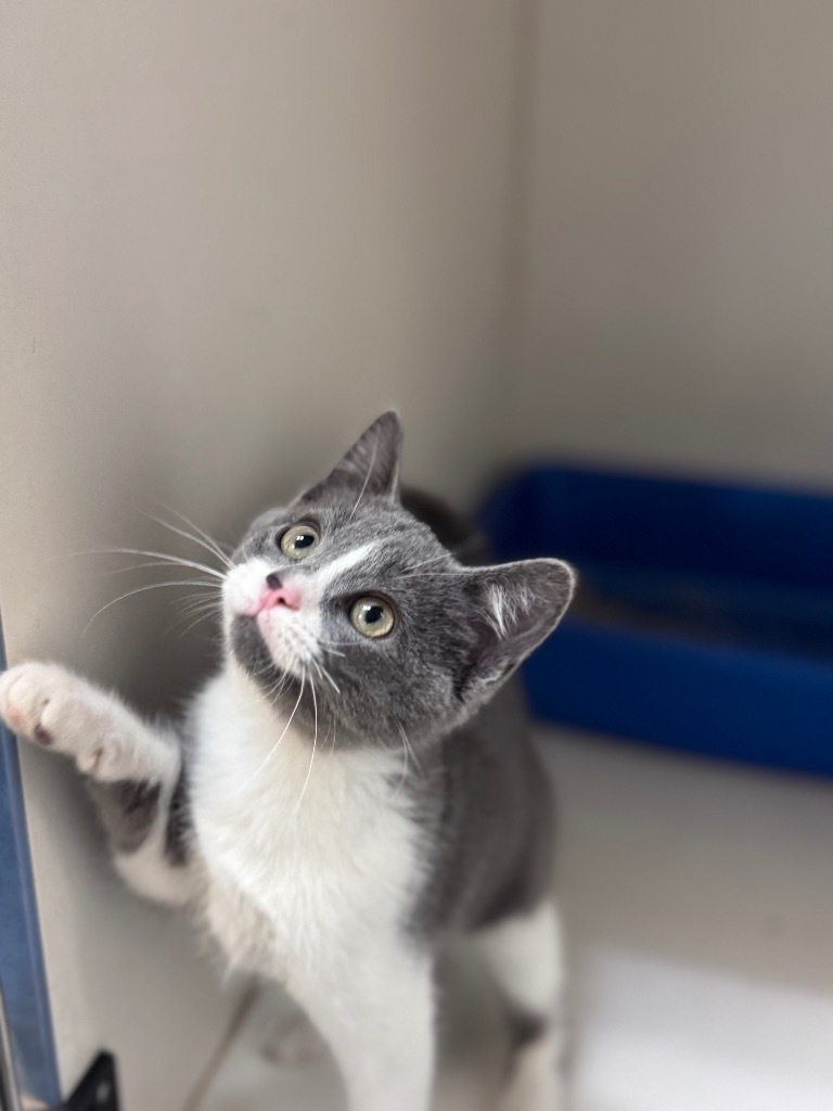 MiMi, an adoptable Domestic Short Hair in Crandon, WI, 54520 | Photo Image 1