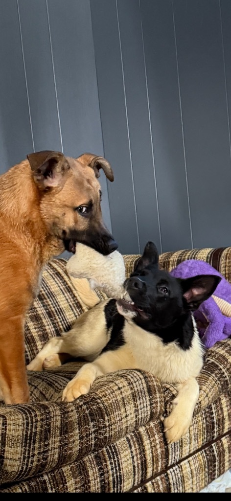 Bindi, an adoptable Akita, Mixed Breed in Crandon, WI, 54520 | Photo Image 1