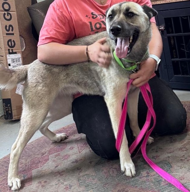 Brandi, an adoptable German Shepherd Dog in Crandon, WI, 54520 | Photo Image 1