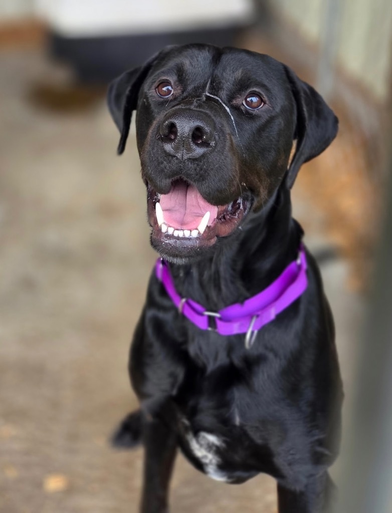 Puddin`, an adoptable Labrador Retriever, Mixed Breed in Crandon, WI, 54520 | Photo Image 1
