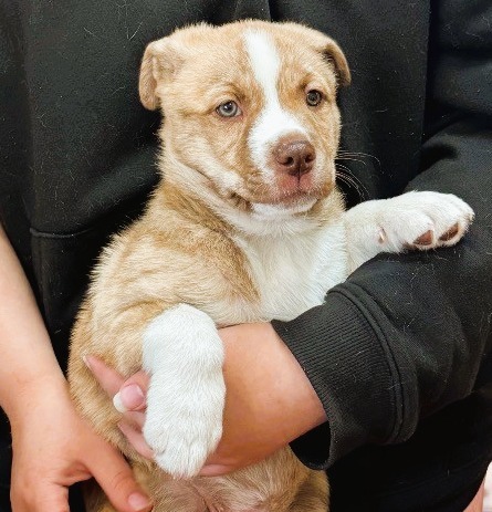 Girly, an adoptable German Shepherd Dog, Mixed Breed in Crandon, WI, 54520 | Photo Image 1