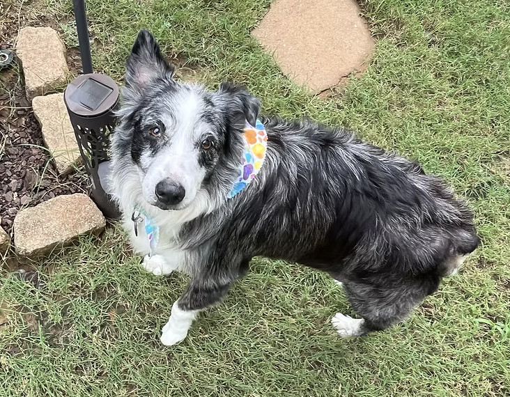 Ringo