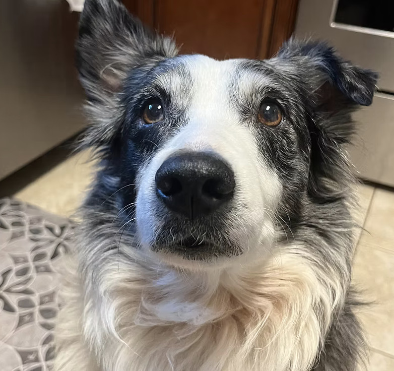 Ringo