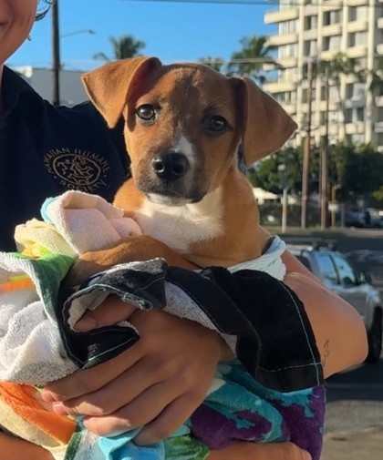 Sid, an adoptable Terrier, Mixed Breed in Honolulu, HI, 96826 | Photo Image 1