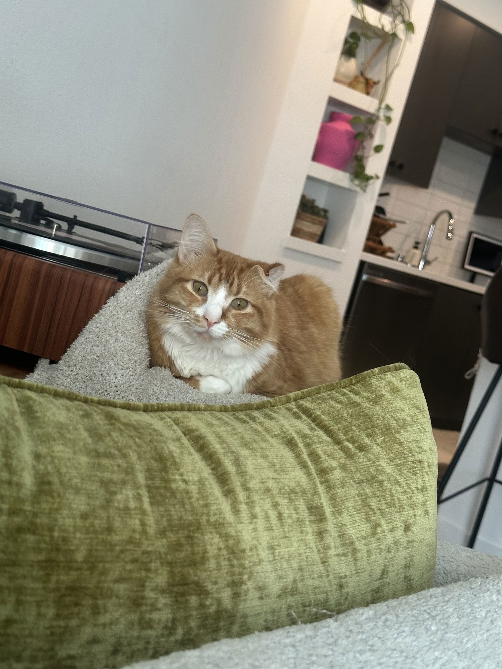 Aslan