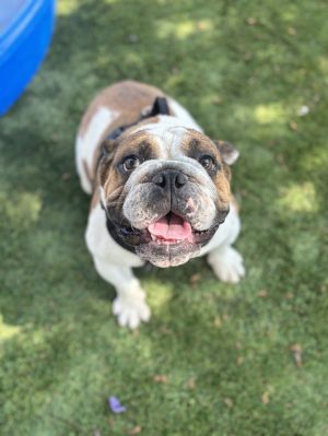 Bubba