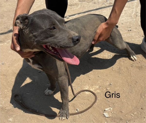 Griselda