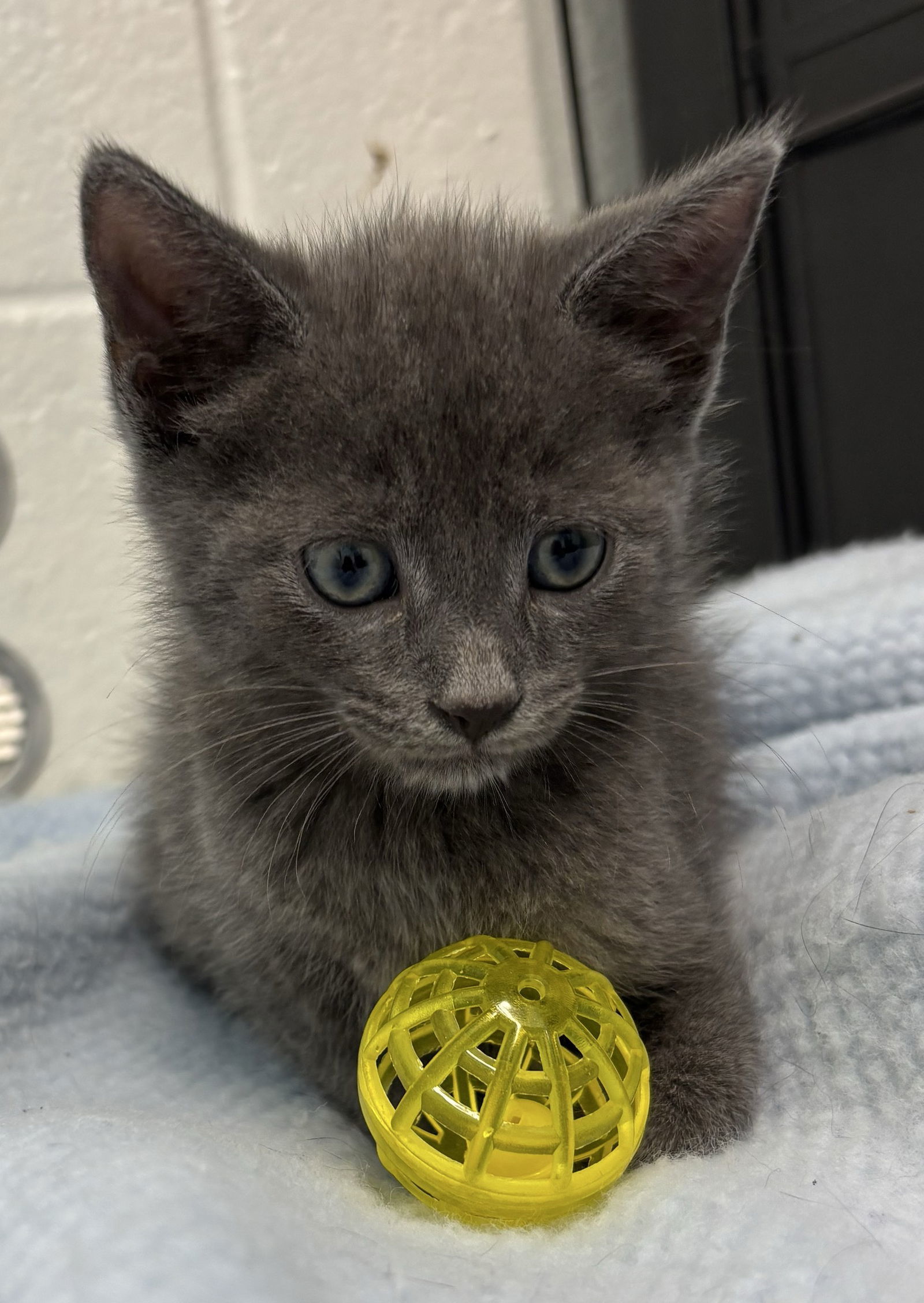 Florentine's Scarecrow: At shelter