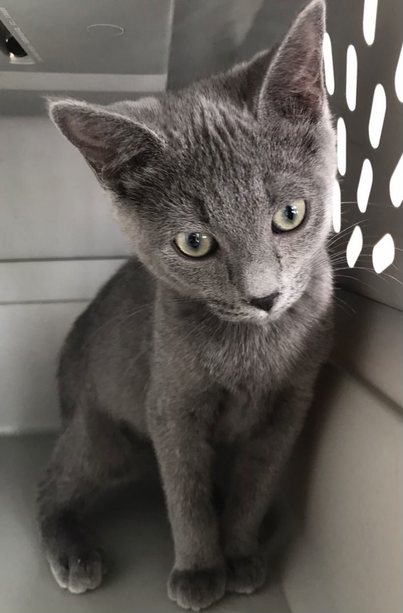 Florentine's Spider: Not at the shelter (Maia)