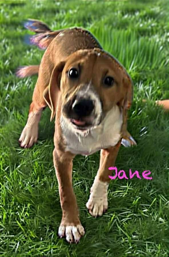Jane - At shelter