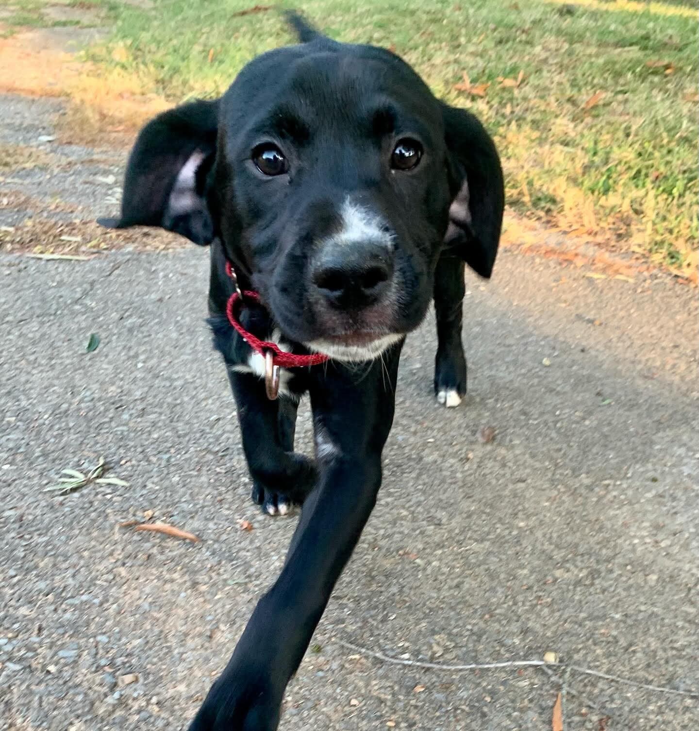 Henry - Not at the shelter (Cari)